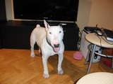 GOLFO